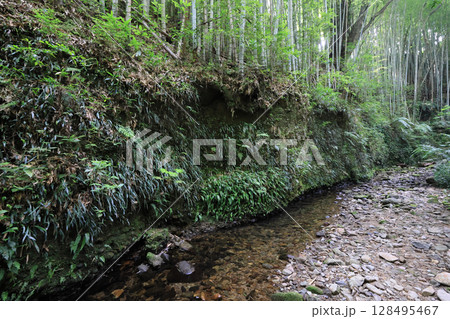 伊尾木洞の奥、シダの生い茂る渓流 128495467