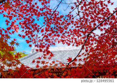 紅葉に包まれた神護寺 紅葉に包まれた神護寺 128495561