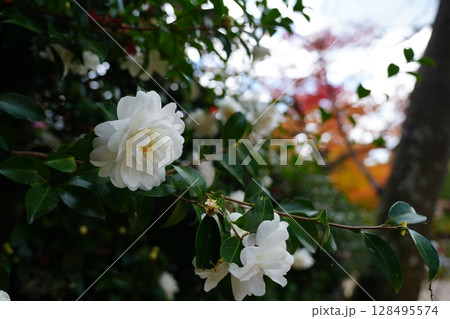 白い山茶花 128495574