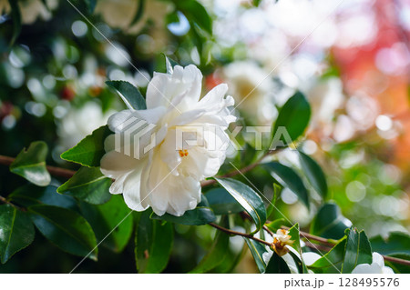 白い山茶花 128495576