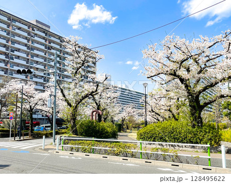 東京板橋・高島平団地の桜並木 東京板橋・高島平団地の桜並木 128495622
