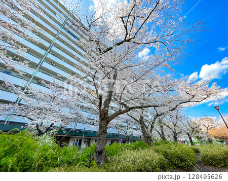 東京板橋・高島平団地の桜並木 128495626