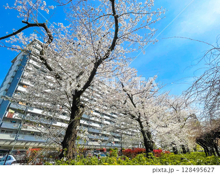 東京板橋・高島平団地の桜並木 128495627