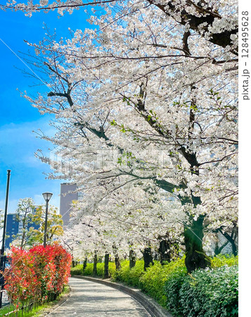 東京板橋・高島平団地の桜並木 東京板橋・高島平団地の桜並木 128495628
