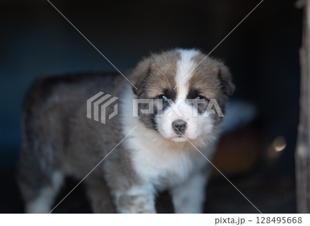 funny mixed breed dog beautiful portrait on blurred glossy background warm colors puppy walk funny mixed breed dog beautiful portrait on blurred glossy background warm colors puppy walk 128495668