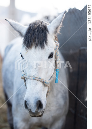 A curious white horse looks over a weathered blue stable door, catching sunlight on its features. 128495672