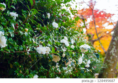 白い山茶花 128495687