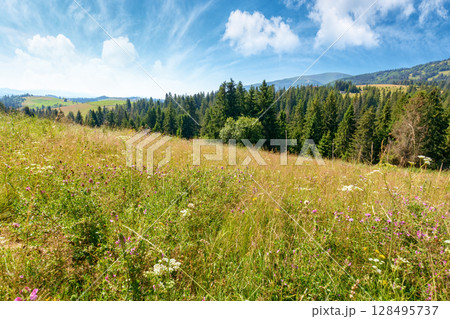 mountain landscape with fir forest on the hill in summer. hiking through beautiful nature scenery of ukraine alpine countryside. scenic view of carpathians under blue sky with clouds on a sunny day 128495737