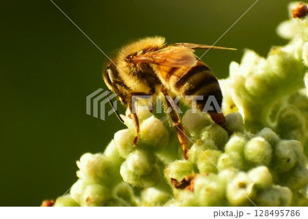 モンパノキの花とミツバチ モンパノキの花とミツバチ 128495786