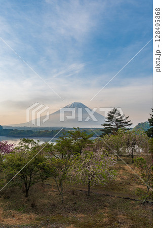 朝靄の富士山と精進湖 128495868