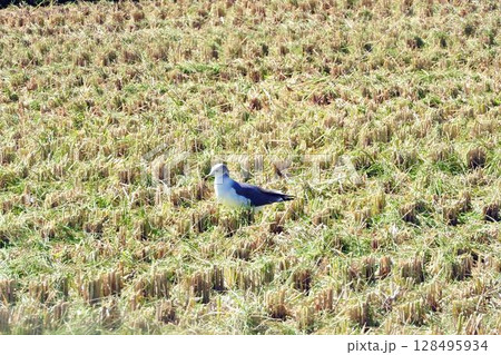 水田のウミネコ (A black-tailed gull resting) 水田のウミネコ (A black-tailed gull resting) 128495934
