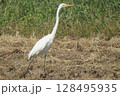 首の長いシラサギ (egret) 128495935