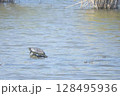 川の中でひなたぼっこをする淡水カメ (turtle) 128495936