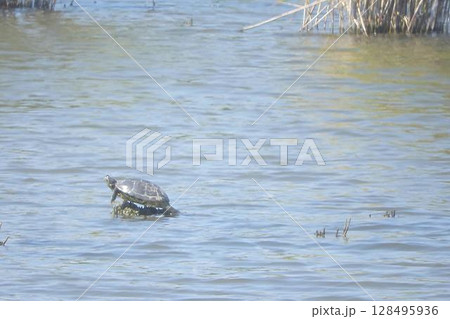 川の中でひなたぼっこをする淡水カメ (turtle) 川の中でひなたぼっこをする淡水カメ (turtle) 128495936