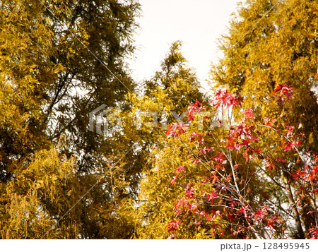 紅葉した木々 128495945