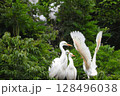 自身の体の大きさを兄弟たちに自慢している若い鷺 (young heron) 128496038