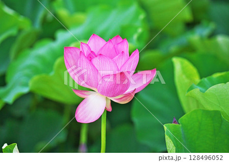 蓮田に咲いた赤いハスの花（夏、七月） 128496052