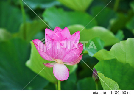 蓮田に咲いた赤いハスの花（夏、七月） 128496053
