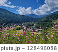 コスモス咲く白川郷 128496088