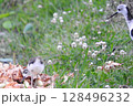 餌を探している子供を見守るシギの親 (A parent sandpiper ) 128496232