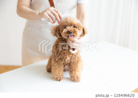 トリマー トイプードルのトリミング トリマー トイプードルのトリミング 128496620