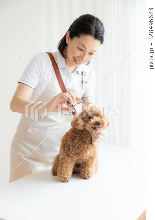 トリマー　トイプードルのトリミングをしているトリマー 128496623