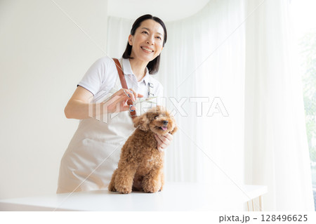 トリマー トイプードルのトリミングをしているトリマー トリマー トイプードルのトリミングをしているトリマー 128496625