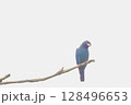木の枝で首をかしげるブッポウソウ (A broad-billed roller) 128496653