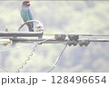 周囲を見回すブッポウソウ (A broad-billed roller) 128496654