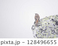 霧の中の岩で羽を休ませるイワヒバリ (A prunella collaris resting) 128496655