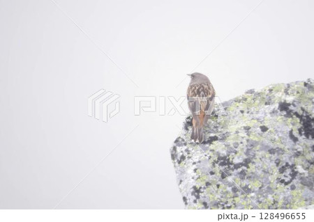 霧の中の岩で羽を休ませるイワヒバリ (A prunella collaris resting) 霧の中の岩で羽を休ませるイワヒバリ (A prunella collaris resting) 128496655