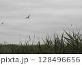 曇りの空を飛び回るツバメたち (Swallows flying around) 128496656
