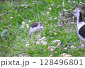セイタカシギの親子 (Black-winged stilt and her child.) 128496801