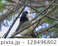 木の枝からこちらの様子をうかがっているサンコウチョウ (Paradise Flycatche) 128496802