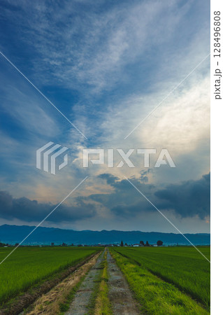 夏の空と田んぼ 128496808