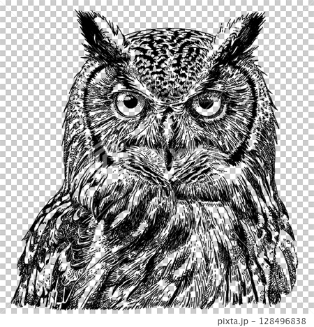 フクロウのペン画イラスト 128496838