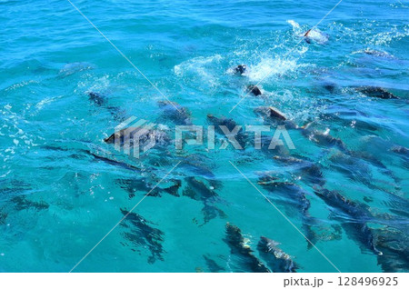 餌に飛びつく魚たち 餌に飛びつく魚たち 128496925