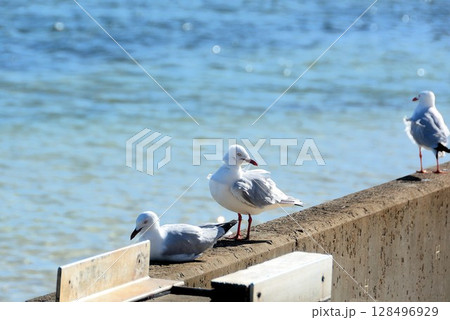 グリーン島の防波堤で休むカモメ 128496929