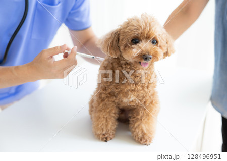獣医　予防接種を受けるトイプードル 128496951