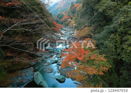 【徳島県】秋の紅葉した(祖谷のかずら橋) 【徳島県】秋の紅葉した(祖谷のかずら橋) 128497058