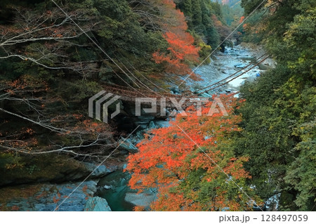 【徳島県】秋の紅葉した（祖谷のかずら橋） 128497059