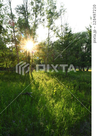 a ray of sunshine shines on the green grass 128497210