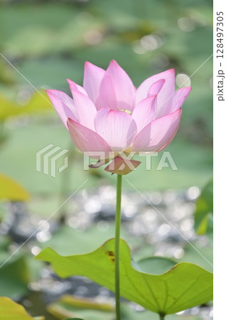 赤い蓮の花 128497305