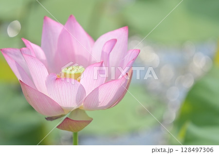 蓮の花のある風景 128497306