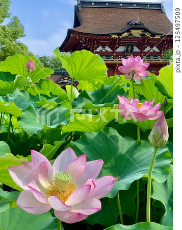 青空に映える満開のハスの花と随神門〈伊賀八幡宮/愛知県岡崎市〉 128497509