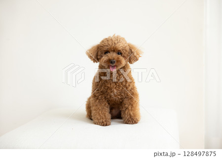 正面を向いてお座りをしているトイプードル 正面を向いてお座りをしているトイプードル 128497875