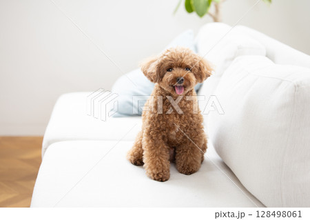 ソファーでくつろぐトイプードル ソファーでくつろぐトイプードル 128498061