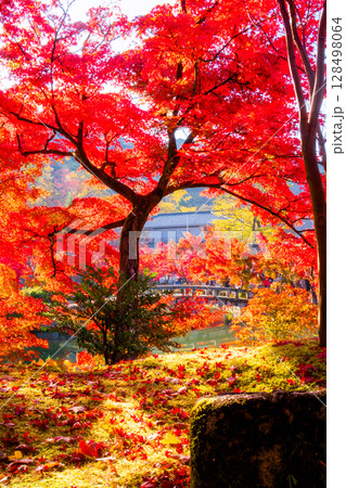 紅葉の永観堂 京都 紅葉の永観堂 京都 128498064