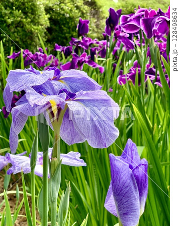 色鮮やかな満開の花菖蒲〈東公園(花菖蒲園)/愛知県岡崎市〉 色鮮やかな満開の花菖蒲〈東公園(花菖蒲園)/愛知県岡崎市〉 128498634