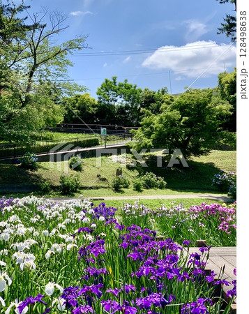 青空と新緑に囲まれて咲き誇る色とりどりの花菖蒲〈東公園(花菖蒲園)/愛知県岡崎市〉 128498638